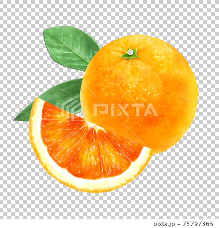 美しいブラッドオレンジと葉のイラスト 75797365