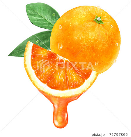 みずみずしいブラッドオレンジと果汁のイラスト 75797366