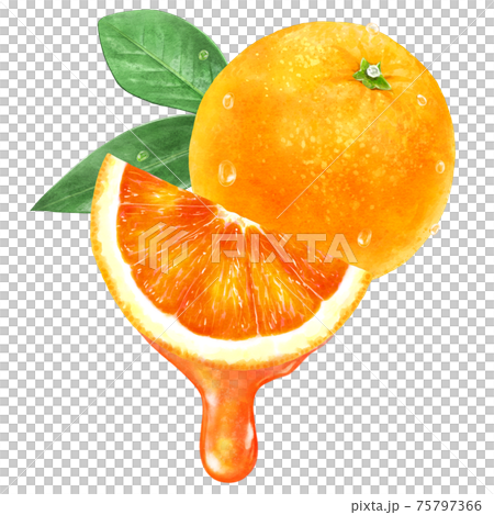 みずみずしいブラッドオレンジと果汁のイラスト 75797366
