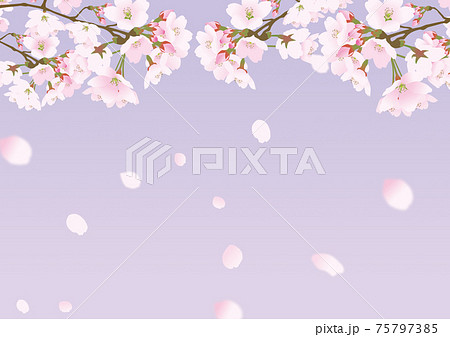 桜の花と降り注ぐ散る花びら背景パステルカラー紫のイラスト素材