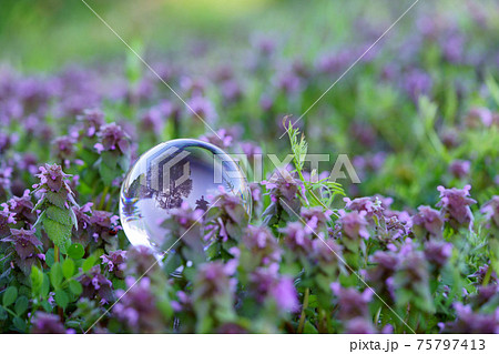 早春の野花の生命力5 75797413