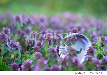 早春の野花の生命力9 75797415