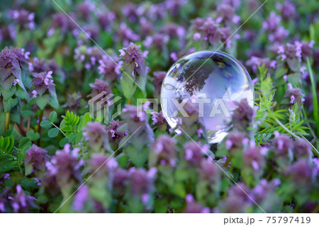 春の命・ホトケノザの群生5 75797419