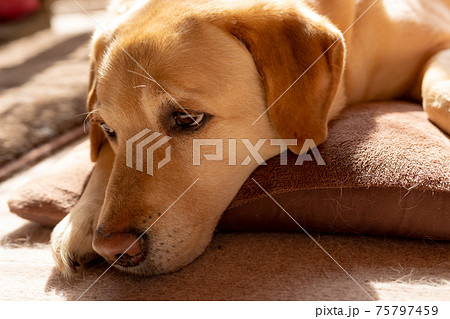 ペット 寝ているラブラドールレトリバー 犬 の写真素材