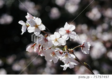 ソメイヨシノ　Cherry blossoms ‘Somei-yoshino’ 75797497
