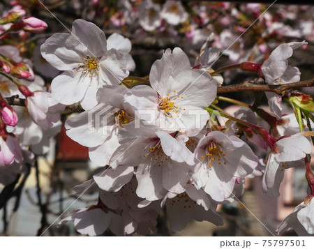 ソメイヨシノ Cherry blossoms ‘Somei-yoshino’ ソメイヨシノ Cherry blossoms ‘Somei-yoshino’ 75797501
