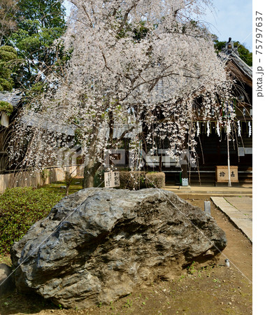 真間山弘法寺大黒堂と宇賀桜、千葉県市川市 真間山弘法寺大黒堂と宇賀桜、千葉県市川市 75797637