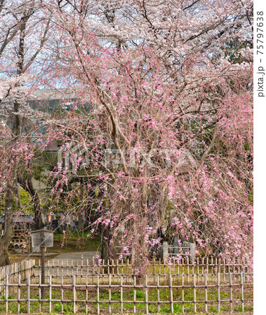 真間山弘法寺の紅枝垂れ桜、千葉県 真間山弘法寺の紅枝垂れ桜、千葉県 75797638