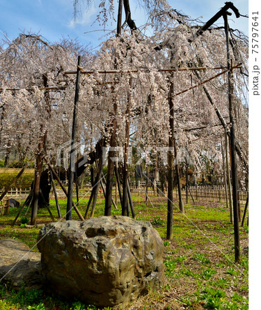 真間山弘法寺、伏姫桜 真間山弘法寺、伏姫桜 75797641