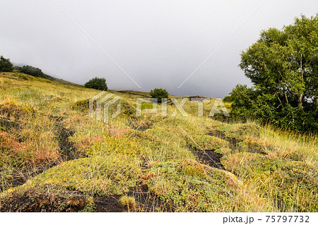 Mount Etna volcanic landscape and its typical vegetation, Sicily Mount Etna volcanic landscape and its typical vegetation, Sicily 75797732
