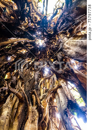 Close up of an Australian fig tree Close up of an Australian fig tree 75797738