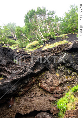 Mount Etna volcanic landscape and its typical vegetation, Sicily Mount Etna volcanic landscape and its typical vegetation, Sicily 75797740