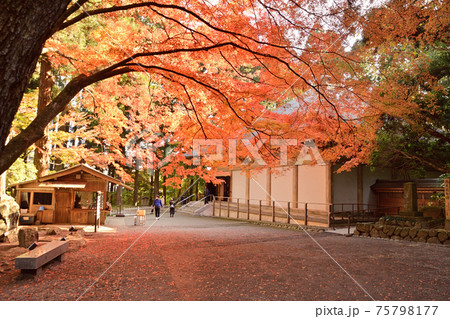 中尊寺 金色堂覆堂横の紅く燃ゆるる紅葉 75798177