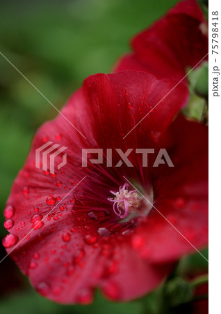 雨上がりのタチアオイ 75798418