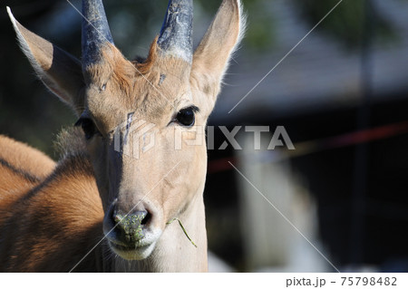 エランド　正面を向いた顔のクローズアップ 75798482