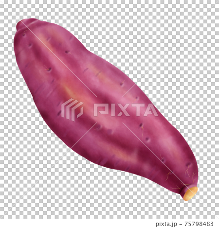 水彩插圖地瓜 水彩插圖地瓜 75798483