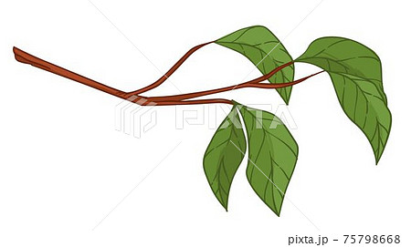 Twig with goring leaves, foliage on branch vector Twig with goring leaves, foliage on branch vector 75798668