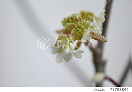 オオカメノキの開花 オオカメノキの開花 75798842