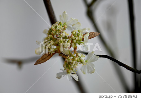 オオカメノキの開花 オオカメノキの開花 75798843