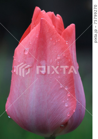 開花寸前のチューリップ 開花寸前のチューリップ 75799270