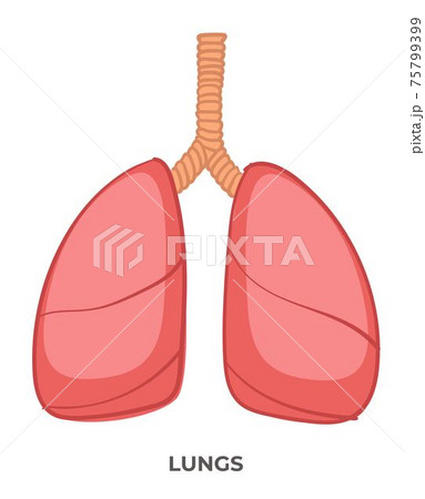 Lungs organ of human body, medicine and anatomy Lungs organ of human body, medicine and anatomy 75799399