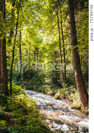 Mountain river in the forest. Sunlight shining through tree branches in summer. Beautiful forest panorama 75799740