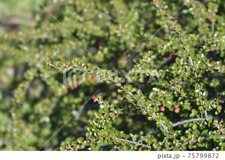 Rock cotoneaster Rock cotoneaster 75799872