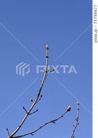 Common horse chestnut 75799877