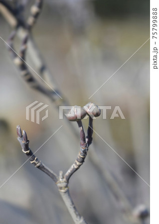 Flowering Dogwood Rainbow Flowering Dogwood Rainbow 75799888