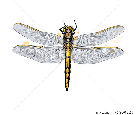 Dragonfly From A Splash Of Watercolor Colored Stock Illustration