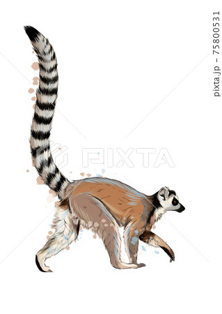 Lemur from a splash of watercolor, colored drawing, realistic 75800531