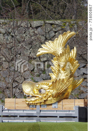 名古屋城の金のしゃちほこ 75800867