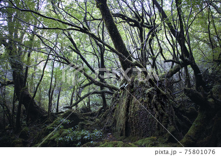 もののけの森のような屋久島の森と屋久杉 75801076