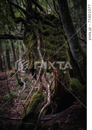 もののけの森のような屋久島の森と屋久杉 75801077