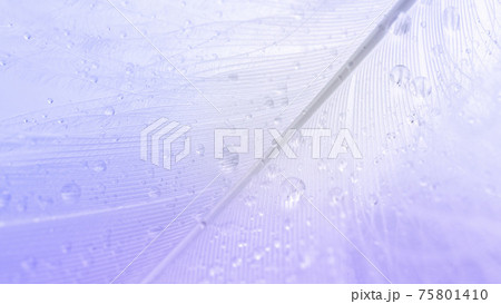 Feather falling. Nature abstract bird feather texture closeup on white background in macro photography. Glamorous sophisticated airy artistic image on soft blurred background. 75801410