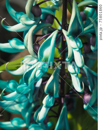 川崎市緑化センターのヒスイカズラ 川崎市緑化センターのヒスイカズラ 75801860