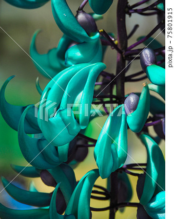 川崎市緑化センターのヒスイカズラ 川崎市緑化センターのヒスイカズラ 75801915