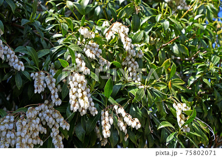 アセビ(馬酔木) アセビ(馬酔木) 75802071