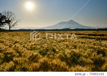 麦畑から望む筑波山 75802102