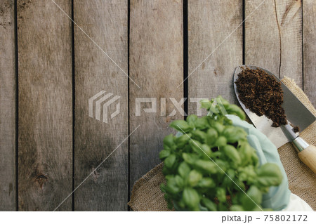 Gardening hobby concept. Hands holding eco pot, plant, shovel, wooden background 75802172