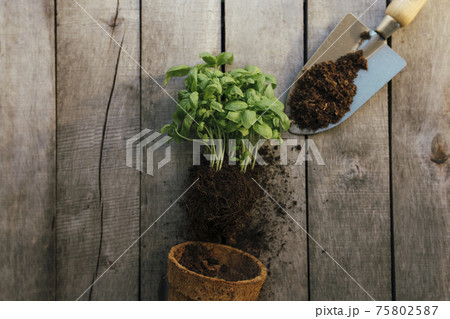 Gardening hobby concept. Eco pot, green plant, shovel, dirt, wooden background Gardening hobby concept. Eco pot, green plant, shovel, dirt, wooden background 75802587
