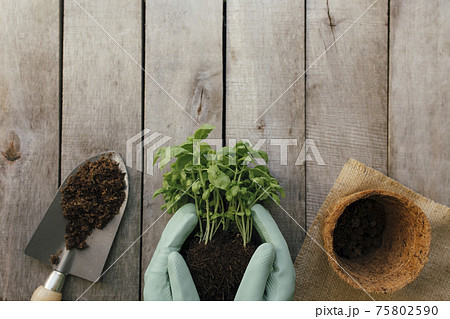 Gardening hobby concept. Hands holding eco pot, plant, shovel, wooden background 75802590
