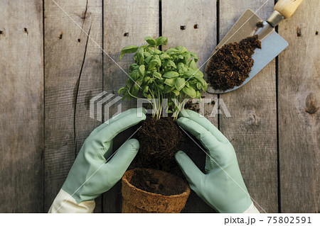 Gardening hobby concept. Hands holding eco pot, plant, shovel, wooden background 75802591