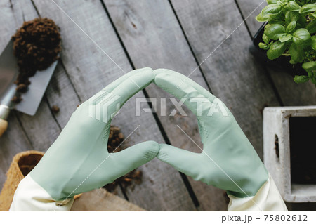 Gardening hobby concept. Hands heart shape, eco pot, plant, wooden background Gardening hobby concept. Hands heart shape, eco pot, plant, wooden background 75802612