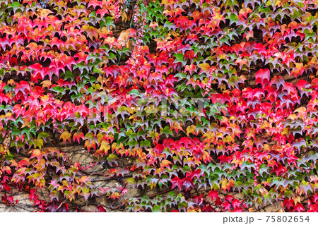red and green autumn background with ivy red and green autumn background with ivy 75802654