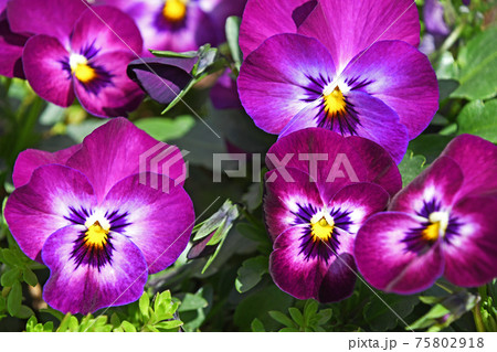 パンジー パンジー 75802918