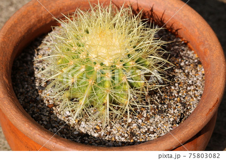キンシャチ　多肉植物　サボテン　植え替え　趣味 75803082