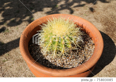 キンシャチ　多肉植物　サボテン　植え替え　趣味 75803085