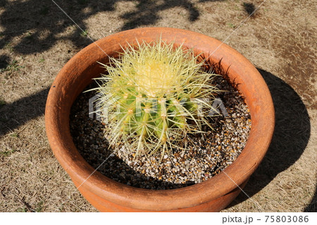キンシャチ　多肉植物　サボテン　植え替え　趣味 75803086