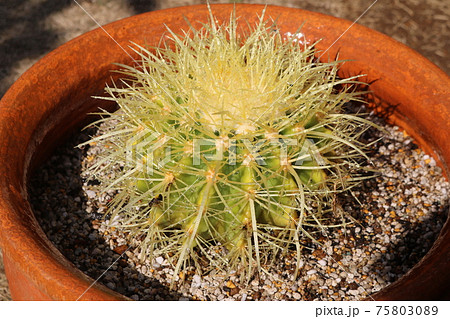 キンシャチ 多肉植物 サボテン 植え替え 趣味 キンシャチ 多肉植物 サボテン 植え替え 趣味 75803089